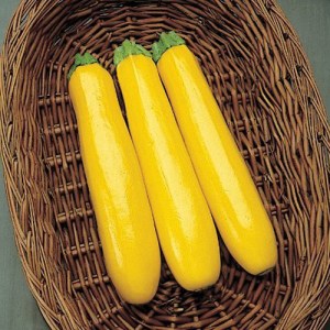 Gold-Rush-Yellow-Squash